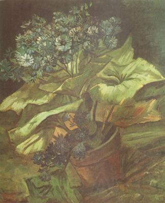 Vincent Van Gogh Cineraria in a Flowerpot (nn04) Germany oil painting art